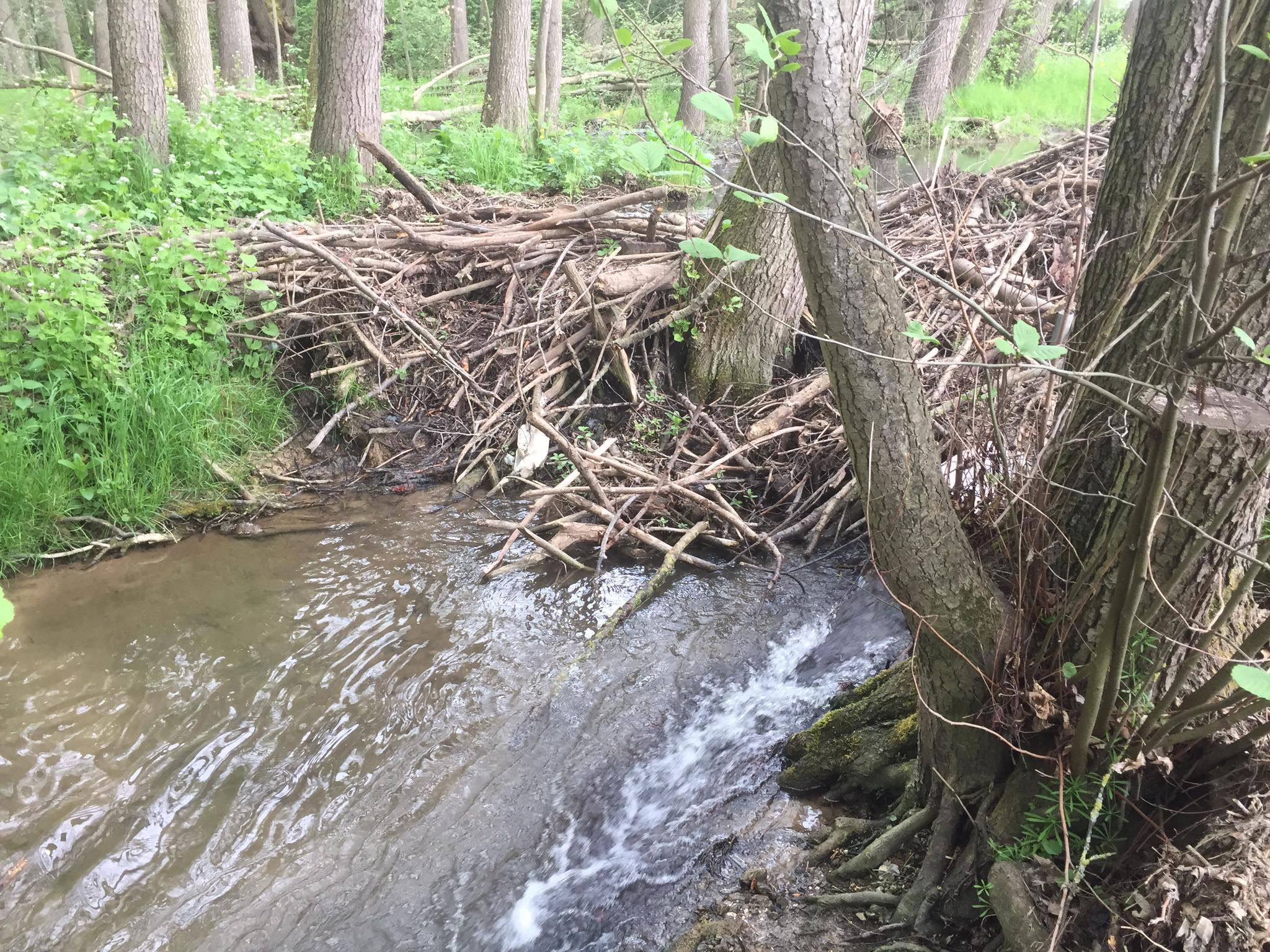 Tiere Im Weltgericht Seelengarten